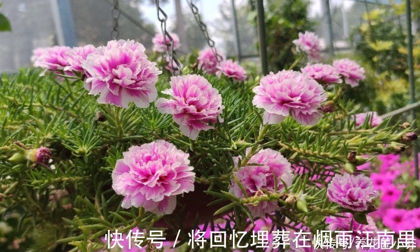 枝条|不会扦插不要急，这6种植物，一根枝条剪成多段，插土里就活