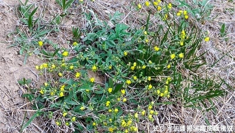 根似人参却不是“参”,长在农村过去常忽视,如今20元一斤