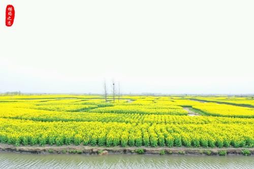 江苏最奇特的油菜花海，生长在水上，被誉为“全球四大花海”之一