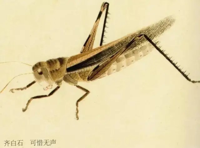 蝈蝈$国画技法图典——草虫篇:蝗虫 蚂蚱 蝈蝈 螽斯 螳螂 蟋蟀