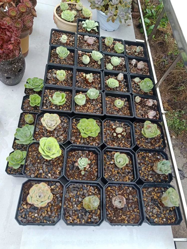 养多肉一年来的点点滴滴,一直在路上,一直惊喜不断!
