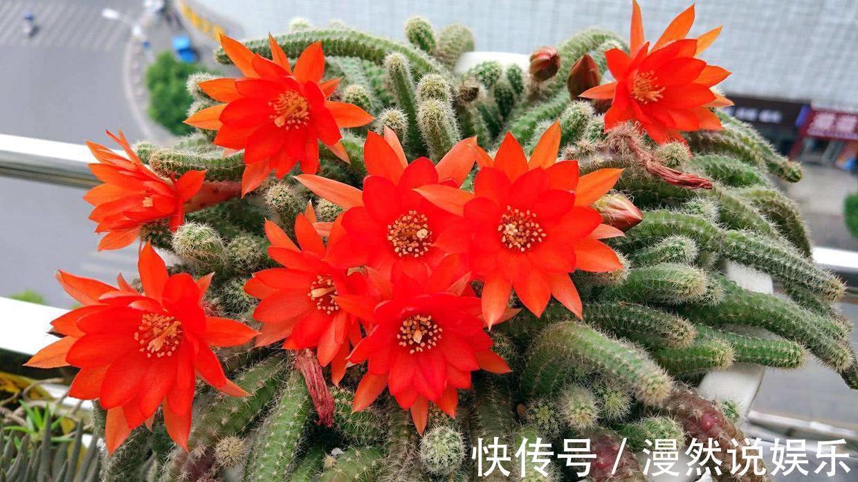 爆盆|白檀仙人掌一折腾,呼呼爆崽,盆都快放不下!