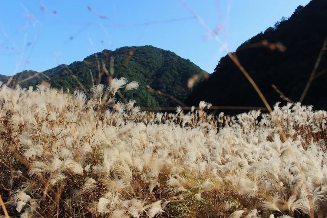 芦花|“藏在深闺”的奉化芦苇荡！知道的一定没有几个人！