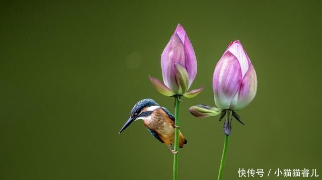  散文|让我们一起重温朱自清《荷塘月色》原文，散文最服朱自清，美赞了