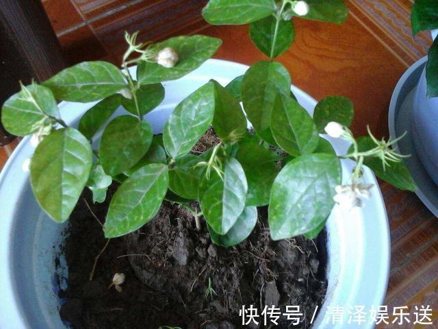 茉莉|茉莉花能开150天，学会2个“技巧”，你也能做到！