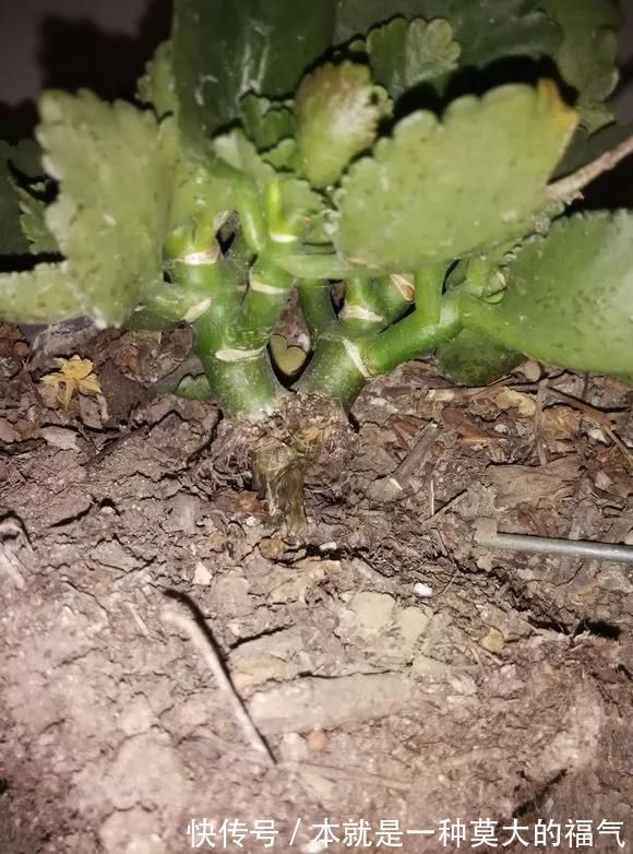 浇水|5种花夏天要管住手，浇多了就烂根，越浇花越死