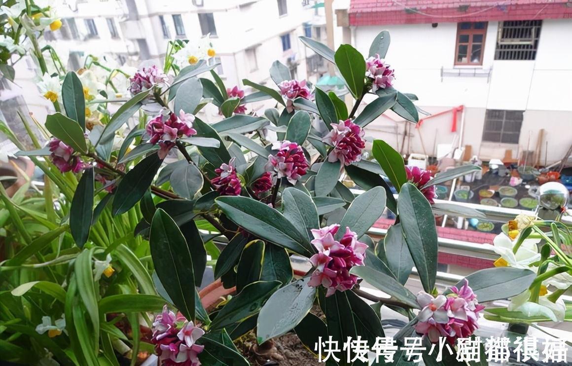 寓意|五种“吉祥花”,建议养一盆,不仅寓意好,还利于健康