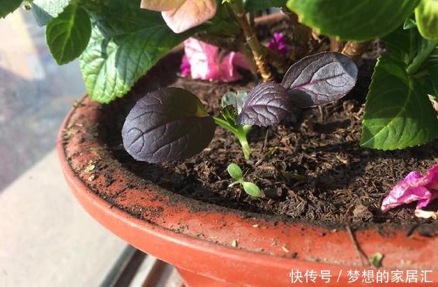 特别|阳台种菜就种它,一个月就能上桌,比小白菜更美味更美貌