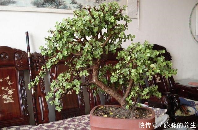 过年养盆“金枝玉叶”寓意好，盆景造型颜值高，越养越有钱！