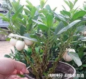 碰碰香|不管有钱没钱,家里养这十种植物,招财镇宅又养人
