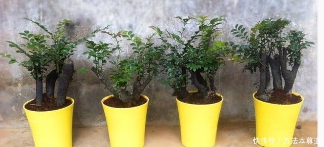 适应能力|小叶紫檀怎么养，养它有什么作用呢？益处真的很多，值得你养！