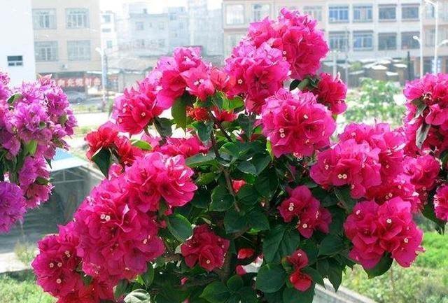 三角梅落叶“光溜溜”,2招“大营救”起死回生,枝上满满都是花