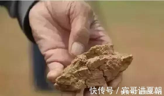 营养|盆里灌点饮料，盆土疏松有营养，10年不用换土花也长得旺