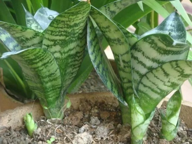 浇水|虎皮兰长得慢，只要做到1点，窜芽20个，叶片蹭蹭长，又多又茂盛