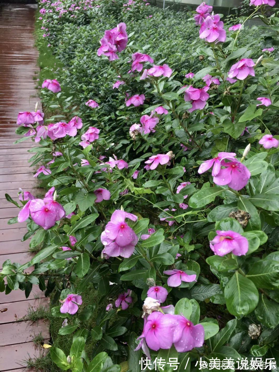 长春花|7种花最干净,门口、窗台放一盆,蚊虫不敢靠近!