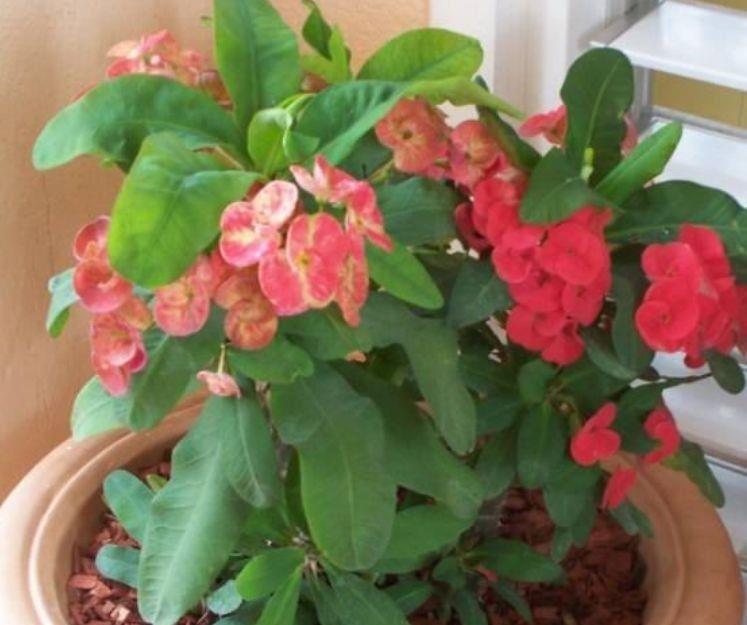 4种花一定要养,花开爆盆美如花,枝头窜满花苞,入手不亏