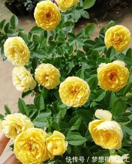 此款黄色微型月季,种一次年年开花,皮实好养颜值高,适合新手