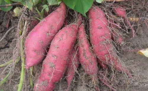 谨记|天冷了,爱吃红薯的人,身体不会差,但切忌与此物同食,要谨记