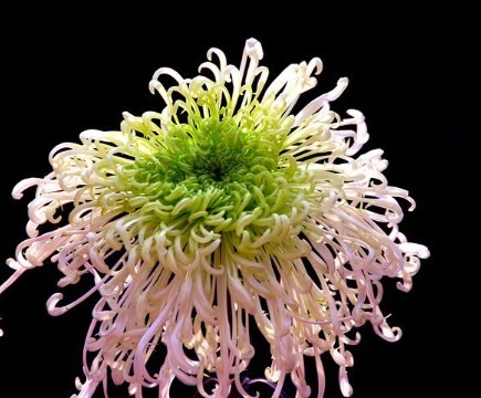 家养4种花，花朵大如拳、花量多“3倍”，一开就成“大花盆”