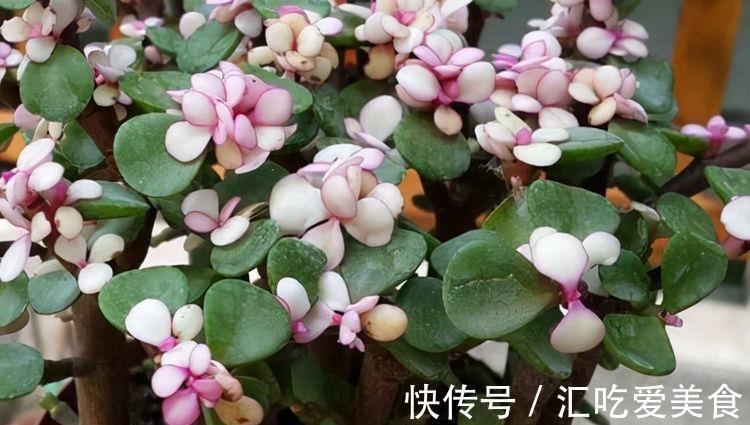 农历十月初三立冬后，养什么花？以下3种花，招财进宝好运连连