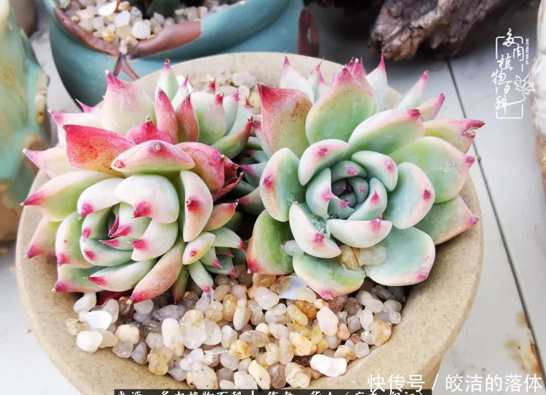 广东的冬天是多肉的春天,时间是最好的魔法师!