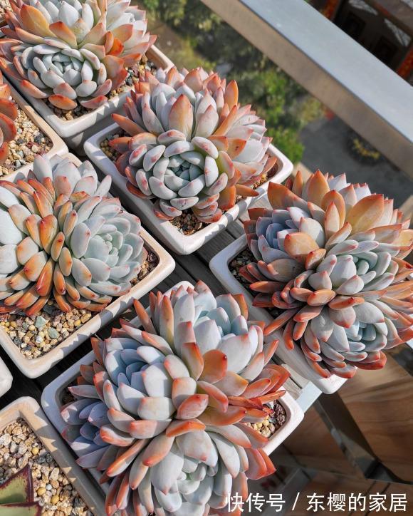 多肉|秋天终于来了，昼夜温差加大，多肉搬到室外，2周出状态！