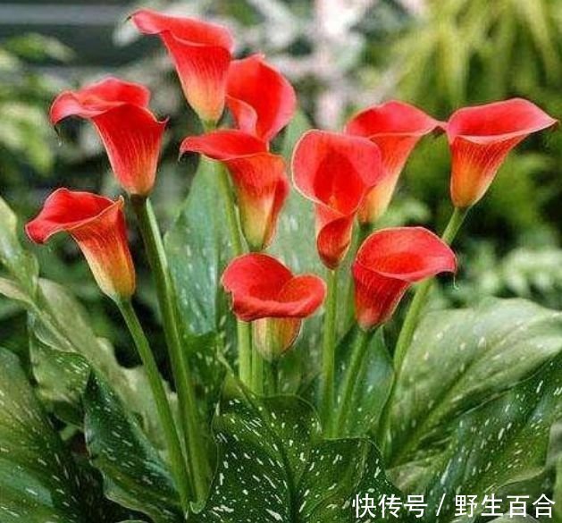 春天已到,这几款花卉养在家里,浇水越多长得越旺