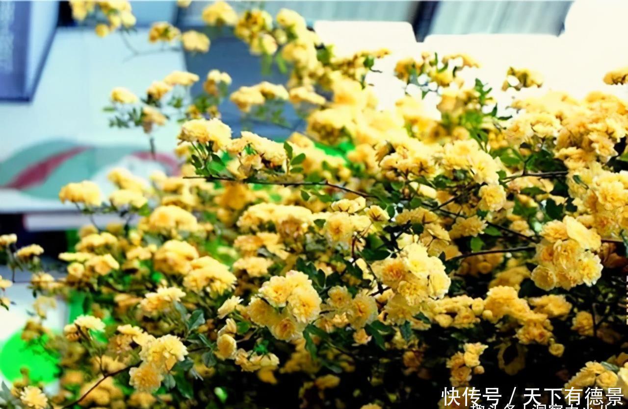 院内栽一株“惊艳时光”的爬藤花,俗称“第一香”,双季有花赏