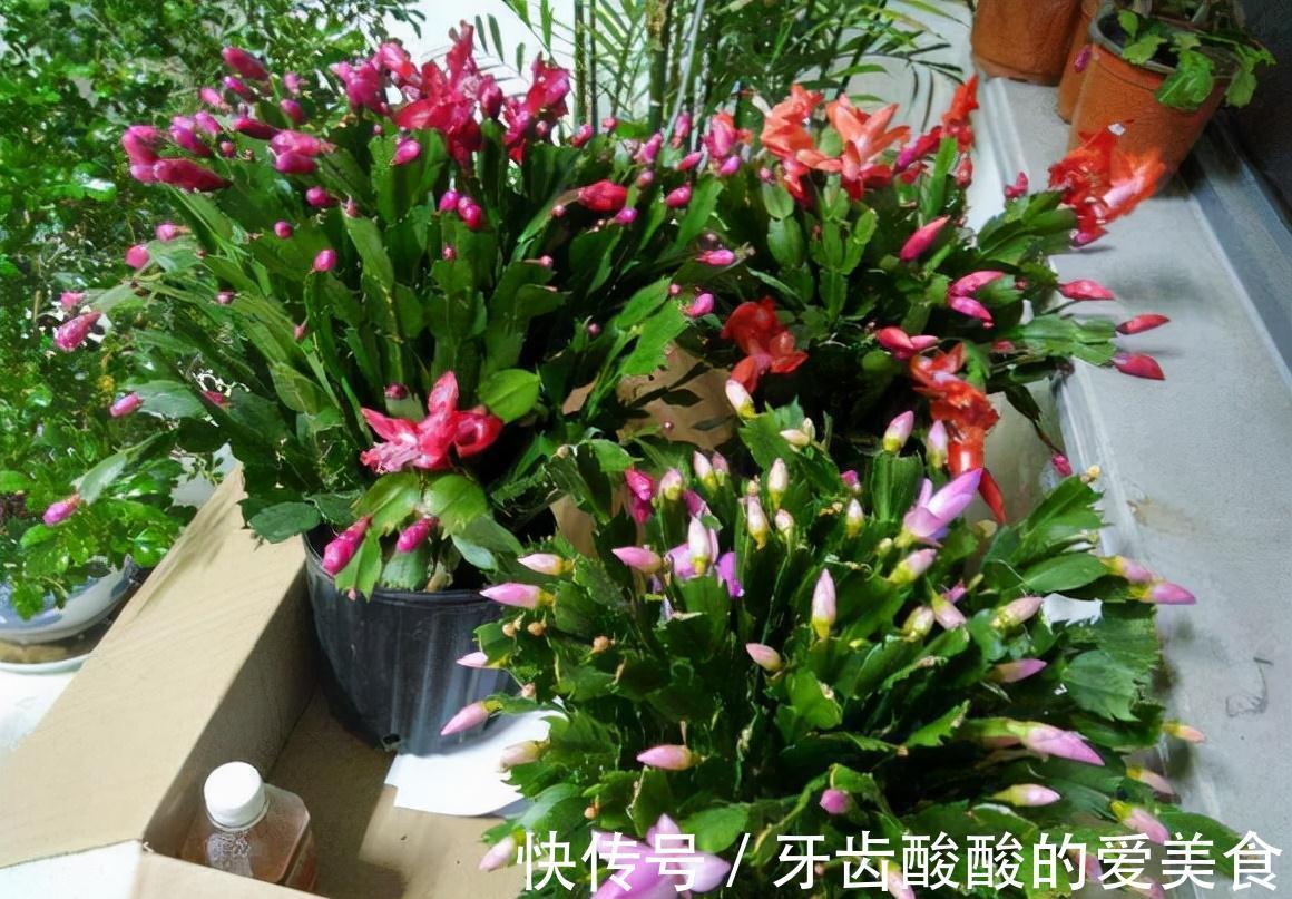 10大健康花,建议养一盆,不但能吸废气制氧气,还好养贵气