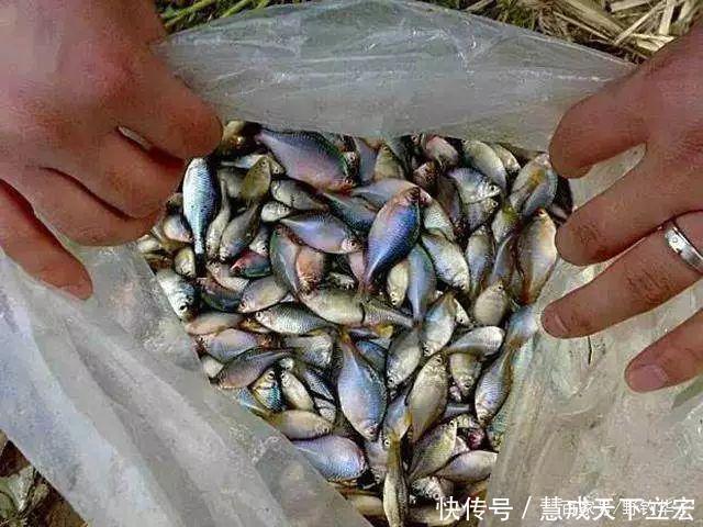 一斤的鳑鲏安徽钓友,钓获巨型“红尾鱼”,钓友像是鳑鲏