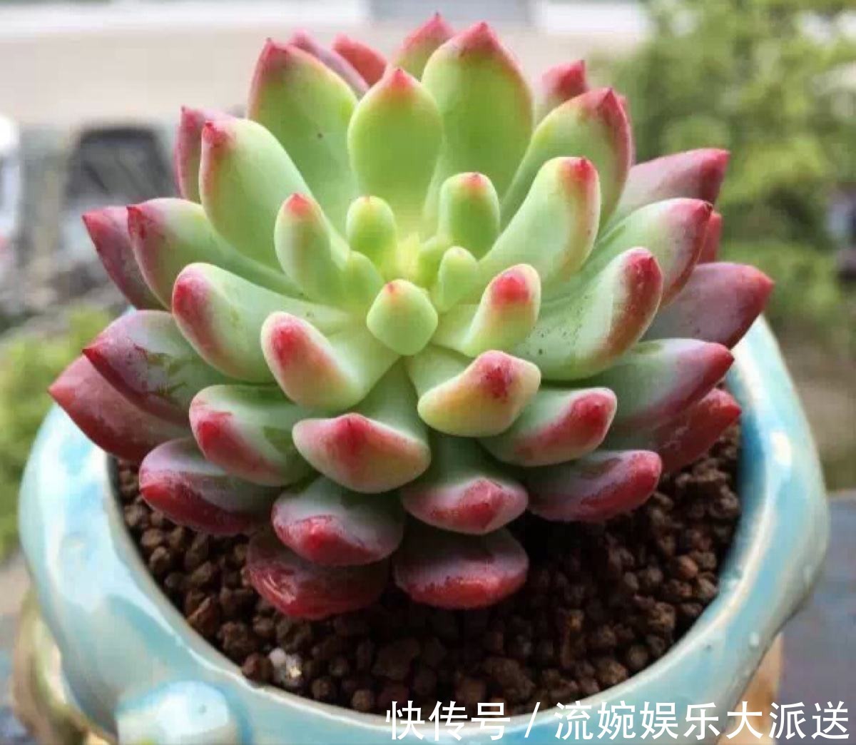 花月夜|5种颜值超高的多肉,粉粉的肉嘟嘟,最适合新手养了!