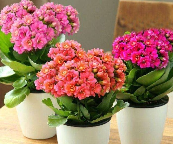 自家养的长寿花,没有市场上的簇拥,原因在于没用这种“溶液”