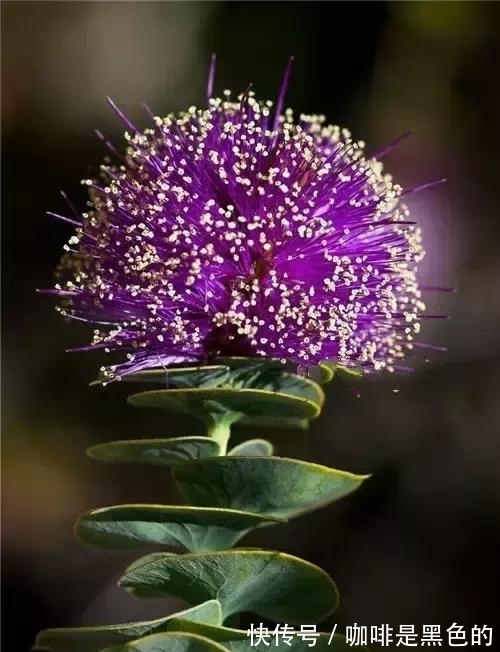 奇花|奇花、奇花、奇花、罕见奇花，赶快打开欣赏吧