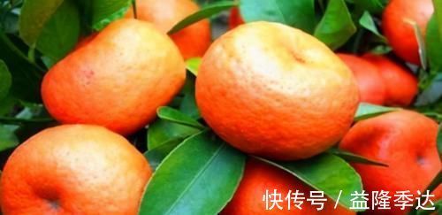 食物|晚上坚持吃3种食物,营养丰富,消除雀斑,降低血压,润肺止咳