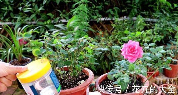 种菜一开始要放肥料 种菜一开始要放肥料