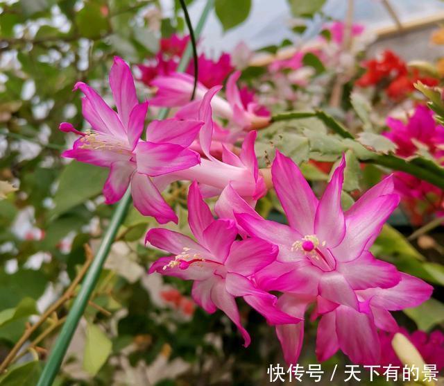  这6种漂亮花，天一热就死，夏天别再买，白花钱养不活