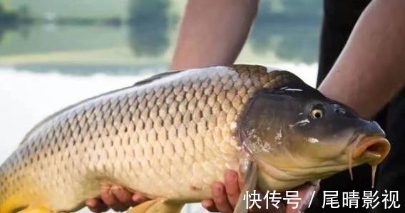 动物蛋白|钓了30多年鲫鲤鱼,只服这套饵料用法!简单又高效