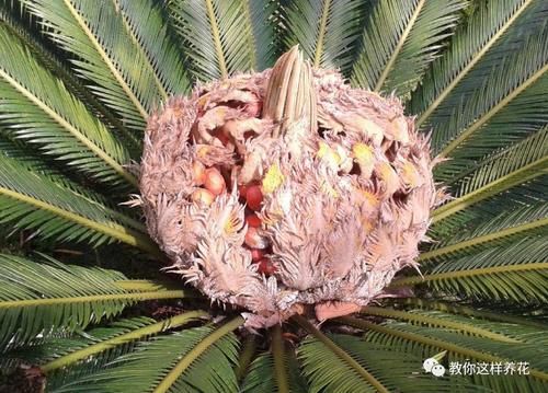 太省心的花，1个月浇一次就行，叶子长的还超旺盛！