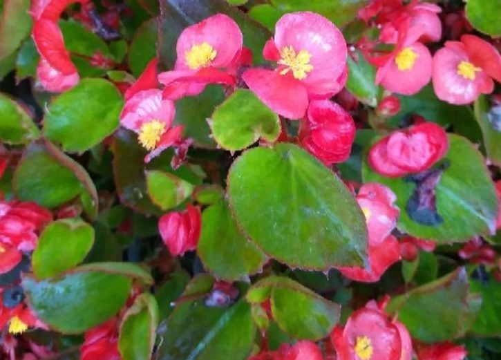 这花比绿萝好养,疯狂开花,花色五彩斑斓,想不爆盆都难