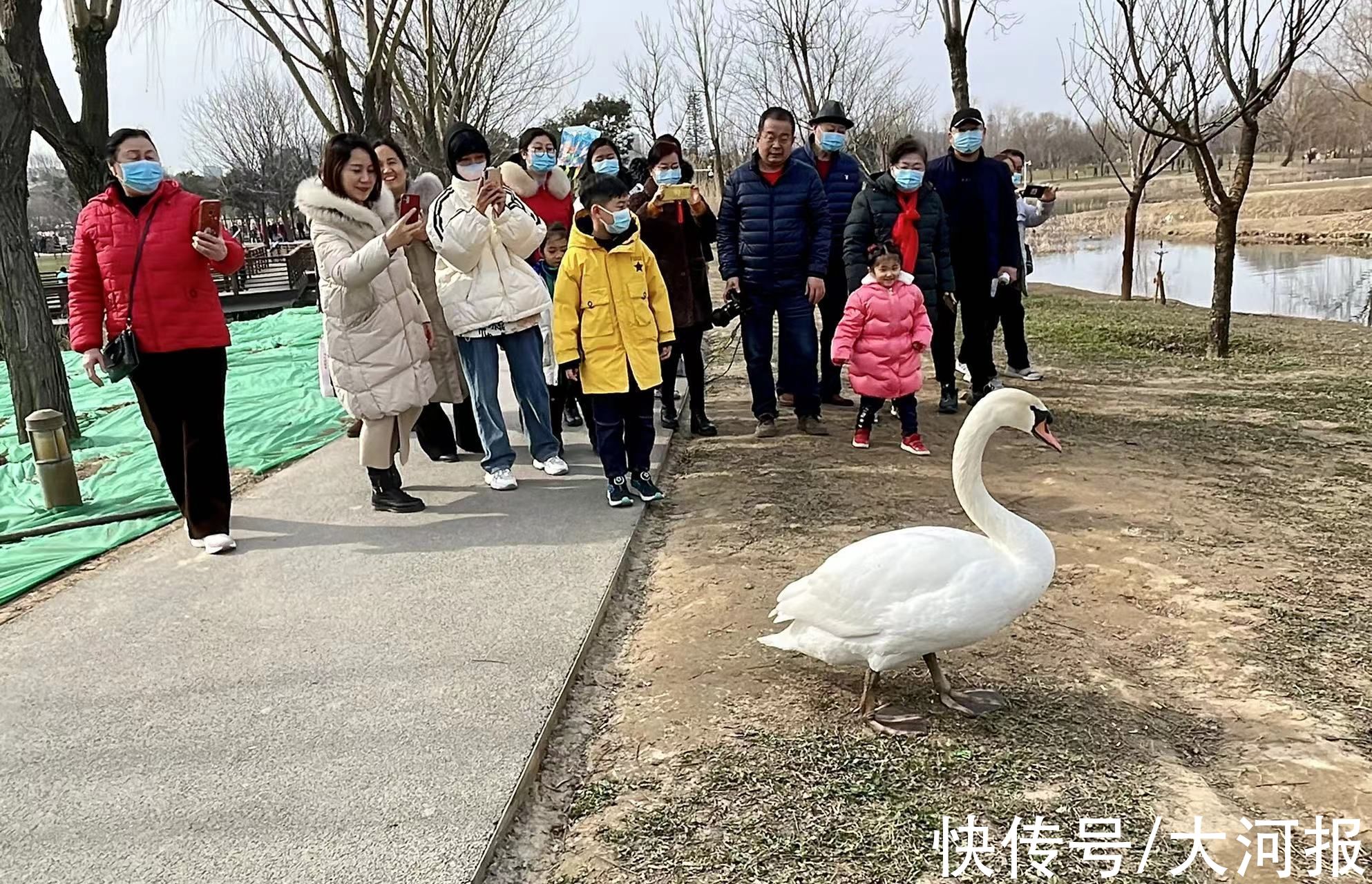 立春日|立春日，郑州北龙湖大天鹅大摇大摆上岸检阅游客，接受注目礼