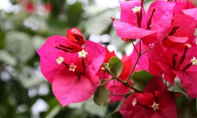 花大色艳|花大色艳花期长,满屋芳香四溢,养在家里超合适的