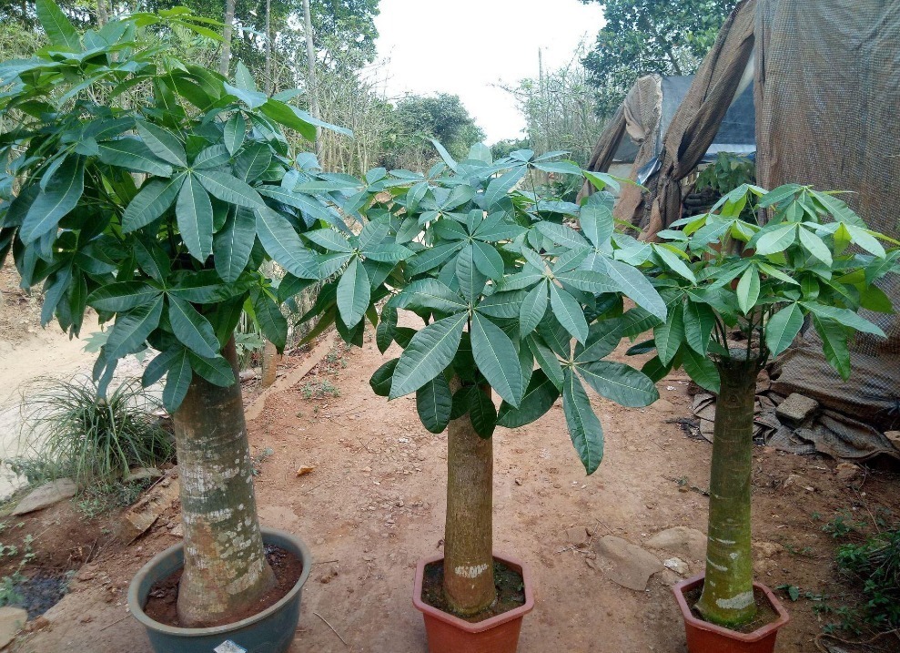 植物|喜欢养花，就养几种寓意好的植物，送礼家养两不误