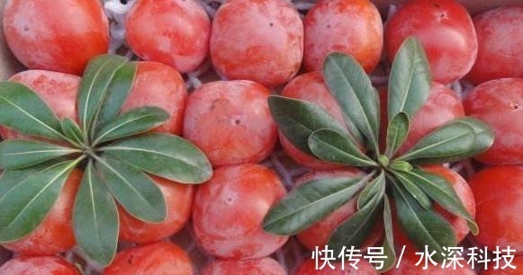 补血|女性最好的零食,不想老太快需多吃,补血活血,保持健康好气色