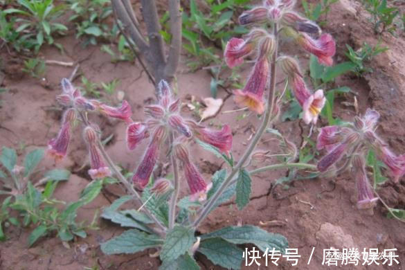 蛇莓|小时候常见又叫不上名的植物,终于知道叫啥了,太全了