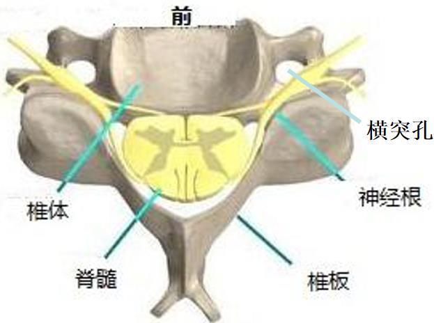 头晕|我的头晕到底是不是颈椎病引起的?脑科医生:大部分人可能都不是