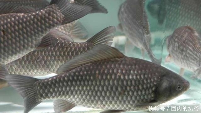 钓法|下面3种情况,钓鲫鱼是不能钓底的;不信的话,你可以试试