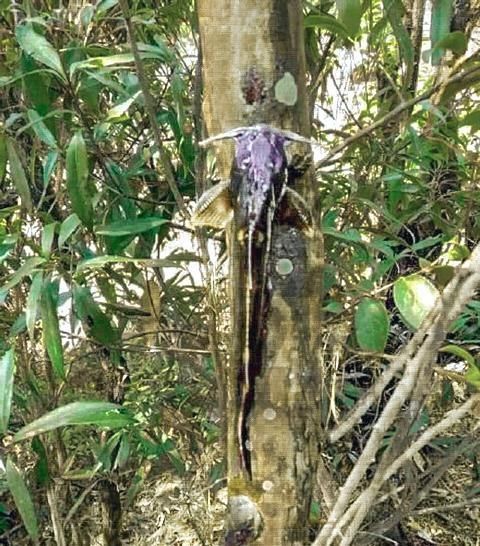 飞鱼|农村一种“飞鱼”,酷似黄辣丁,藏在石头缝里,吃过的都说太奢侈