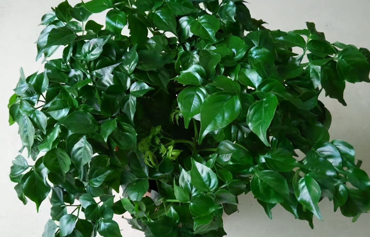 叶片|客厅养开花植物不合适，养3种绿叶树，不仅寓意好，还能净化空气