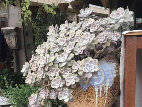 3种“零差评”的多肉植物，新手、老手都喜欢，养成老桩更好看