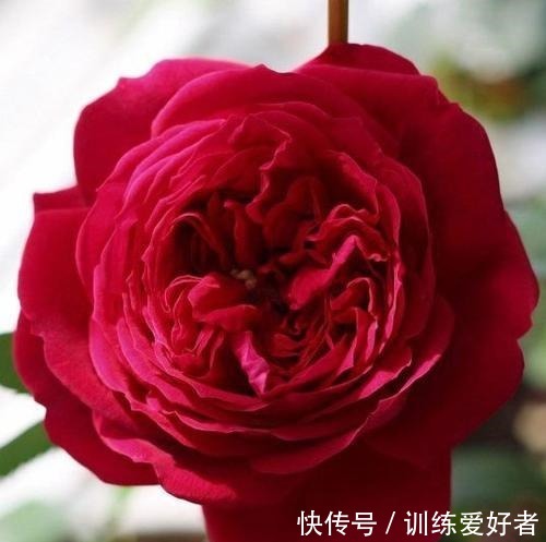 院子里种了13棵藤本月季,各有优缺点,到底哪种好!